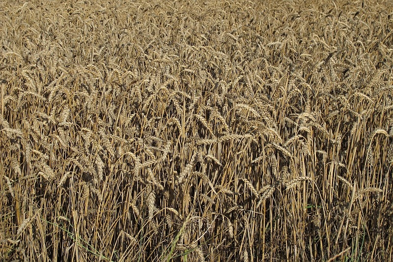 zboże dojrzałe pole - TomFoto