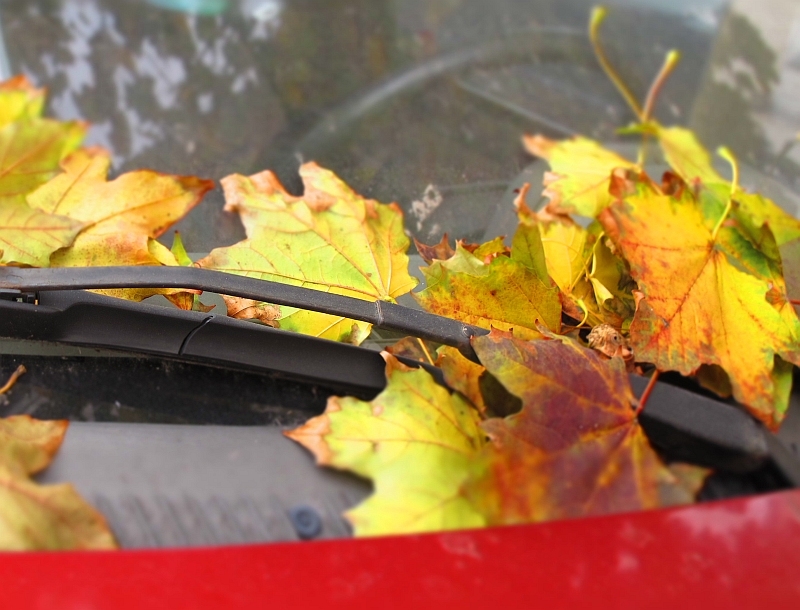 jesień na szybie samochodu - TomFoto