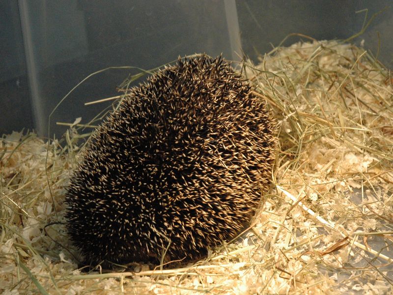 Targi hobby, modele, zwierzęta - Szymon Mazur