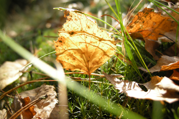 las_las - Barbara Jędraszczak