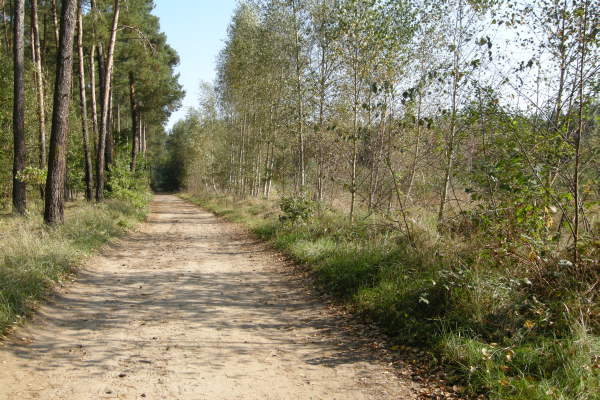 las_droga_bj - Barbara Jędraszczak