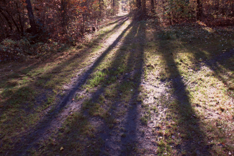 las jesień 4 - TomFoto