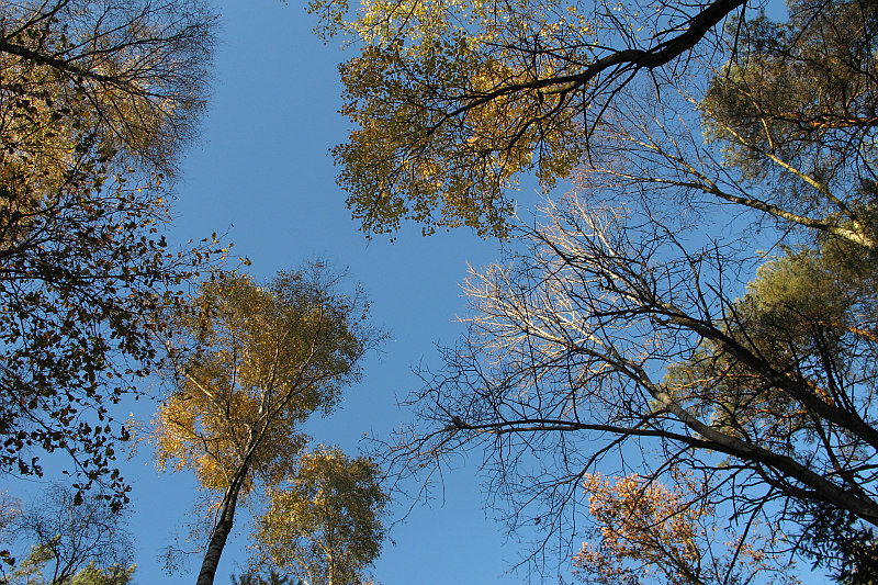 las jesień 2 - TomFoto