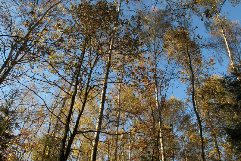 las jesień 3 - TomFoto