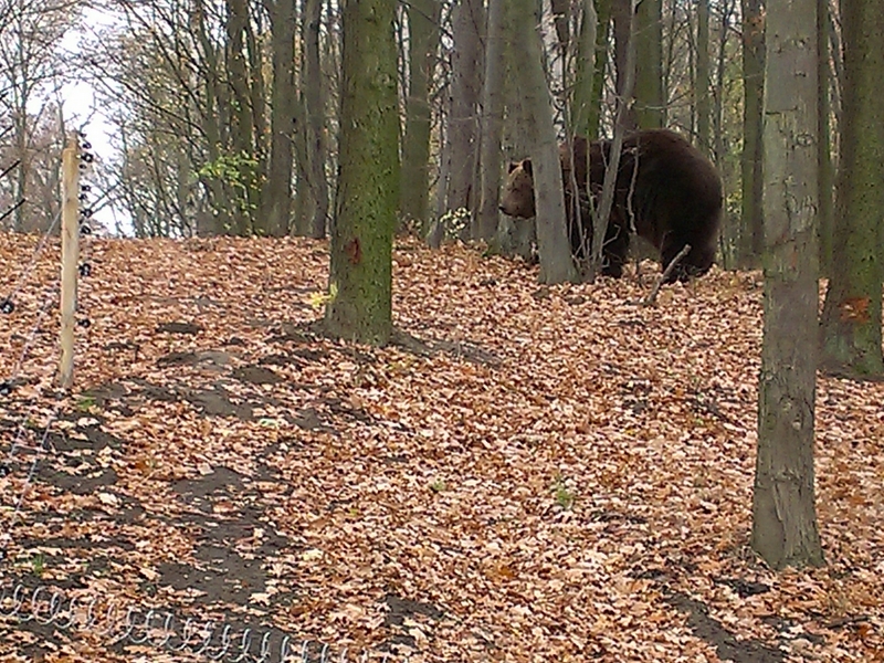 niedzwiedzie przybyly (3) - Adam Michalkiewicz