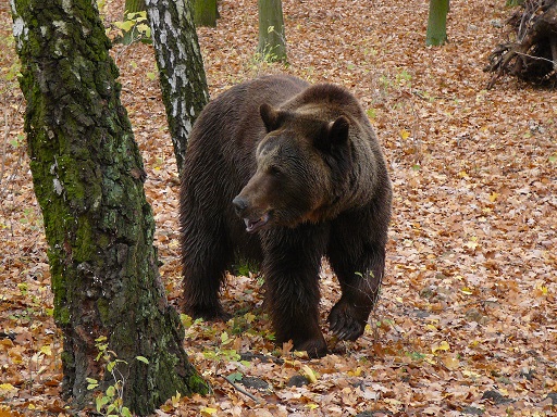 niedzwiedzie w nowym zoo (3) - Nowe Zoo w Poznaniu