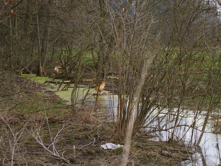 bobry zniszczyly droge 5 - Starostwo Powiatowe w Kaliszu