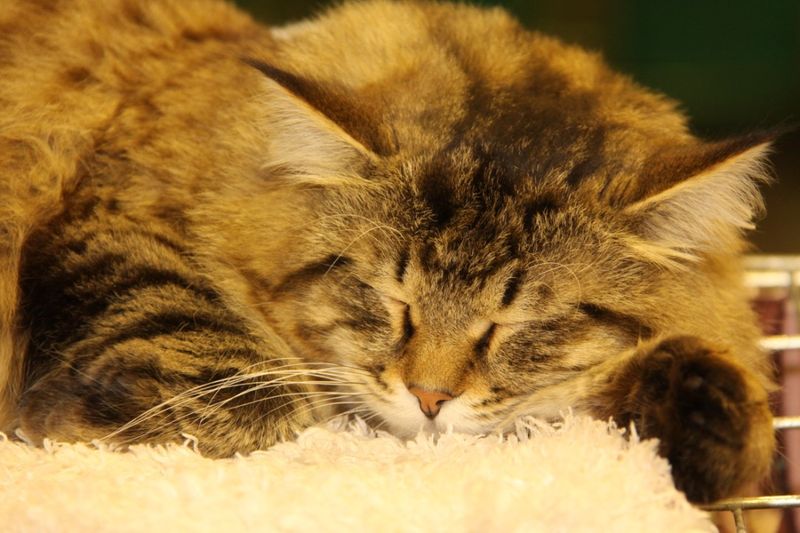 wystawa kotow 2013 (14) - Grzegorz Maciejewski