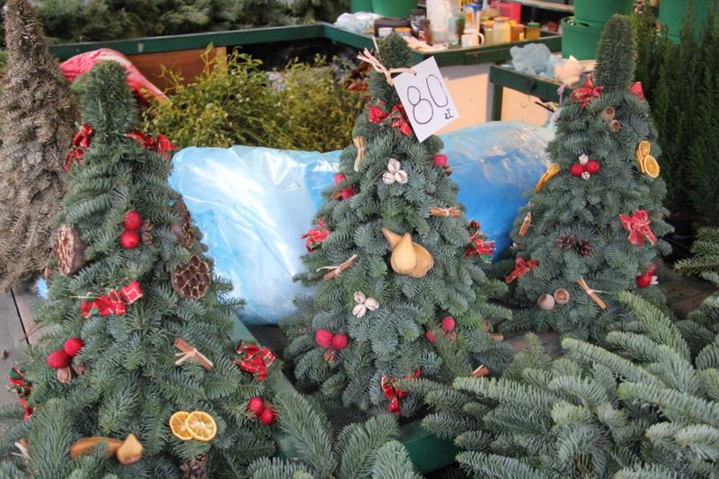 choinki sprzedaz 2013 (3) - Grzegorz Maciejewski