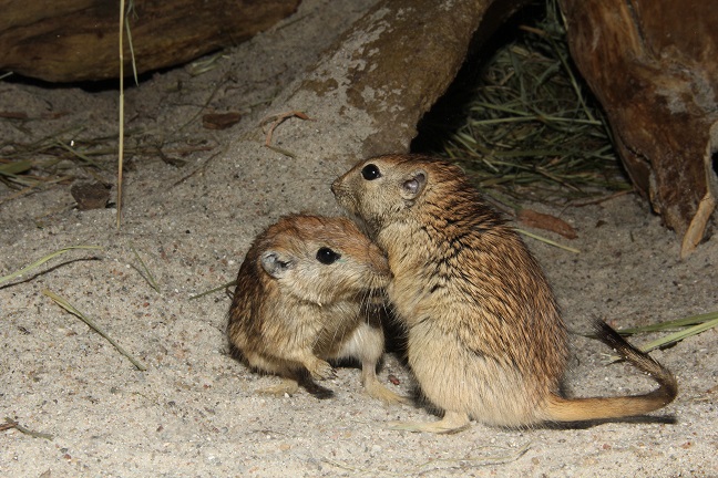piaskówki - Nowe ZOO Poznań