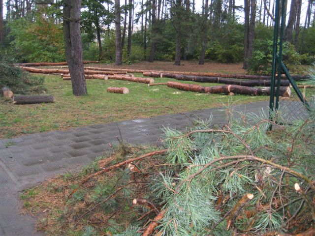 Drzewa wycięte w Lesznie - Jacek Marciniak