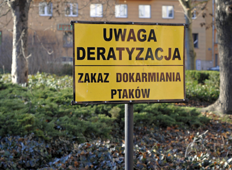 deratyzacja zakaz dokarmiania ptaków - TomFoto