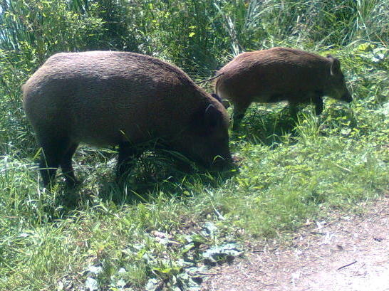 dzik-88 - Agnieszka Dec