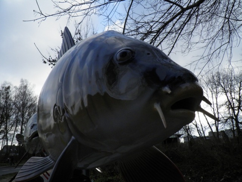 wielka ryba z trzcianki 1 - Nadnotecka Grupa Rybacka