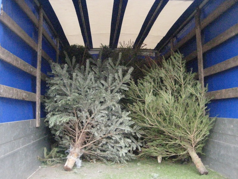 zbierali choinki - Jacek Butlewski