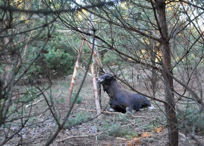 los we wnykach policja bialystok - Policja/Białystok