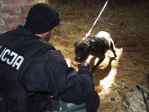 walki psow amstaf - Policja/Gniezno