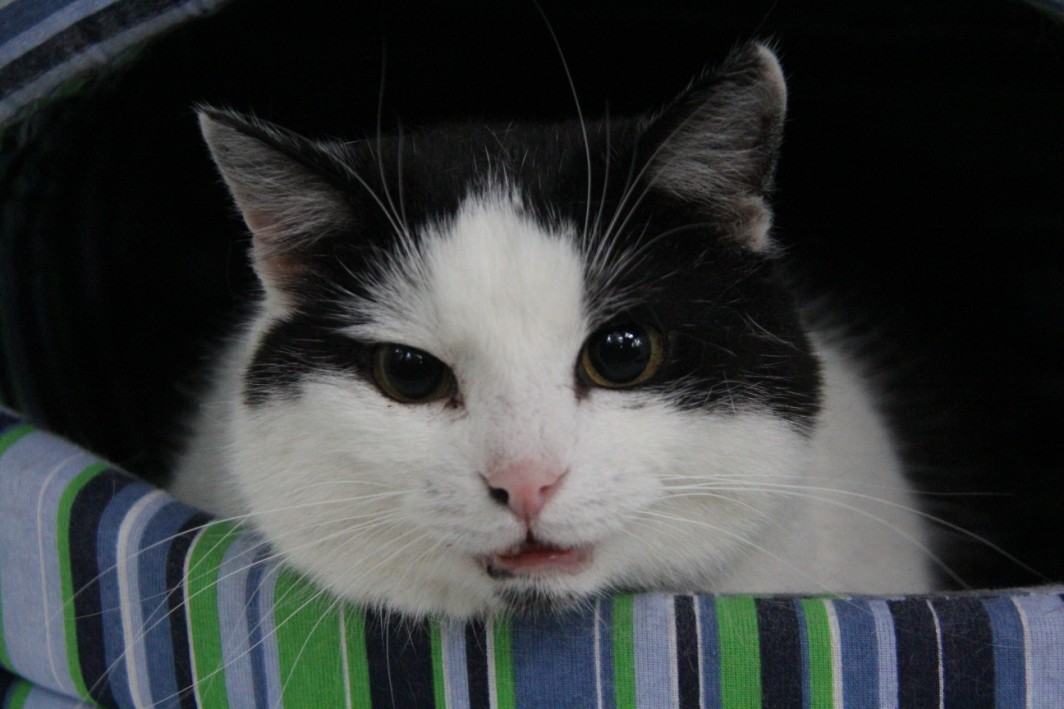 palmiarnia koty (2) - Grzegorz Maciejewski