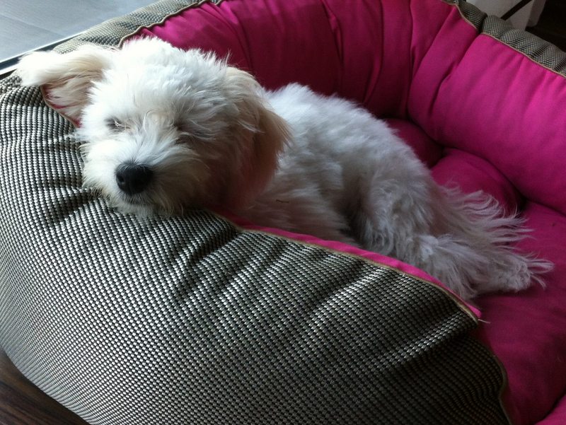 stop pseudo hodowli - Facebook: STOP pseudo-hodowli 