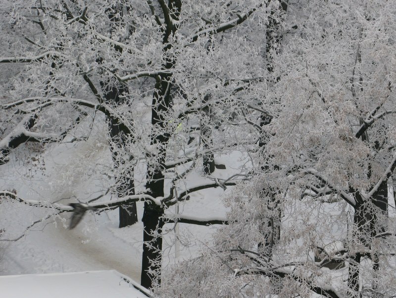 las zimą - Szymon Mazur