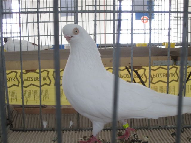 wystawa golebi 2014 (3) - Anna Skoczek