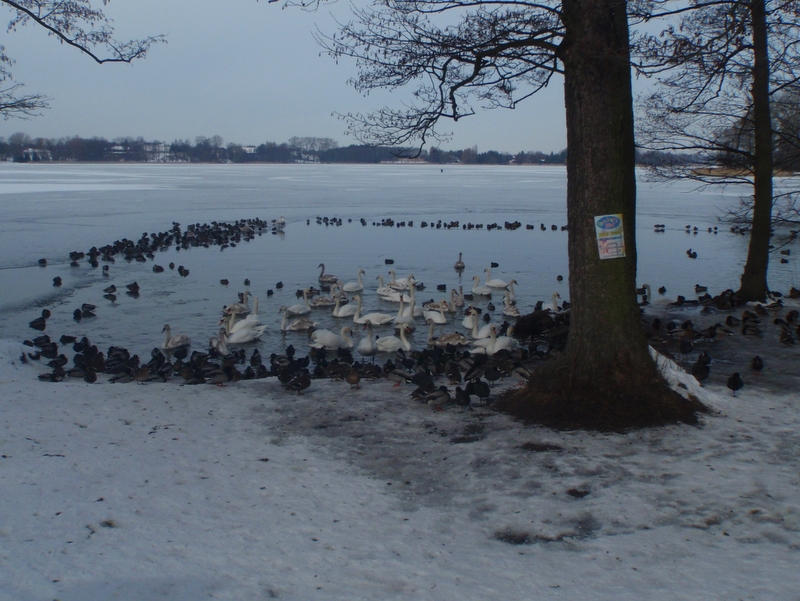kaczki i labedzie - Straż Miejska Miasta Poznania