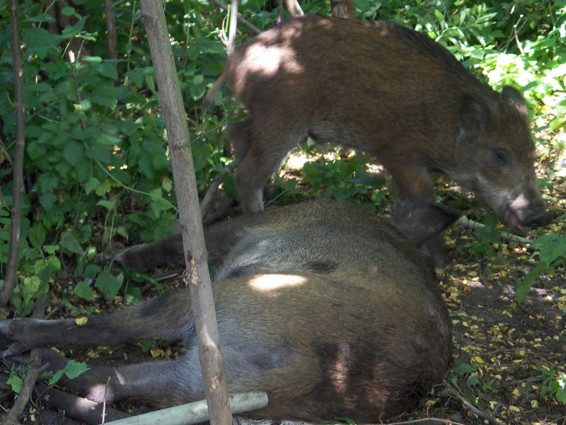 dziki w lesie - Straż Miejska Miasta Poznania