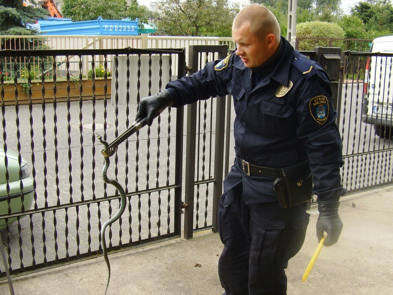 zlapany wąż - Straż Miejska Miasta Poznania