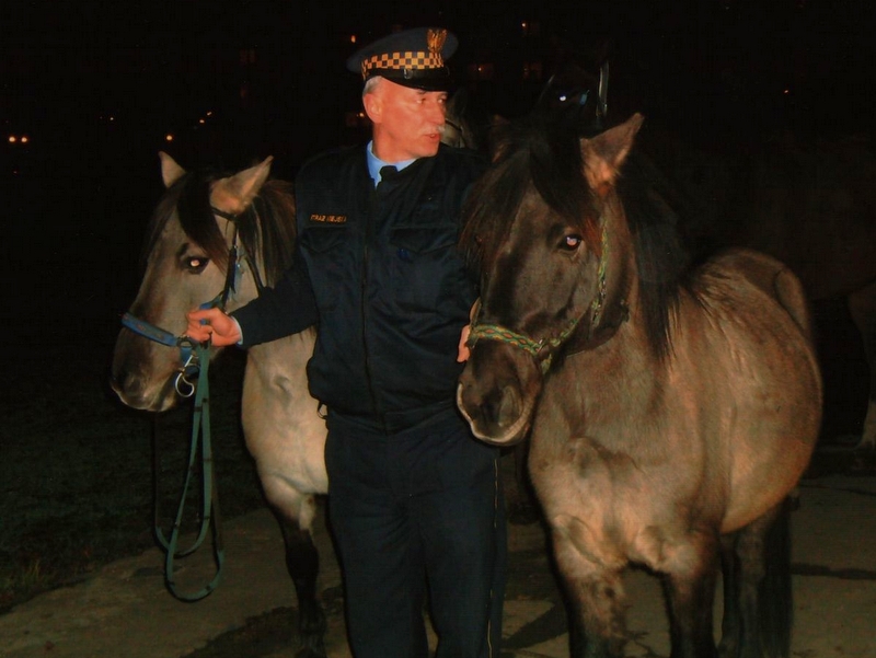 zlapane konie - Straż Miejska Miasta Poznania