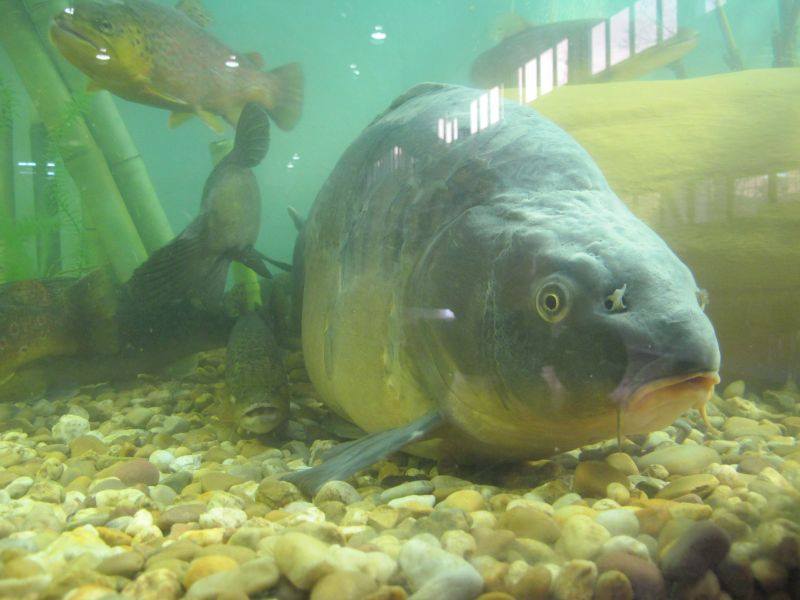 rybomania karp w akwarium - Rybomania/MTP