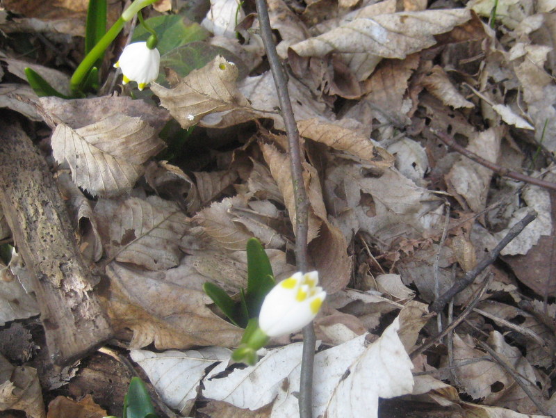 śnieżyca 2014 (7) - Jacek Butlewski