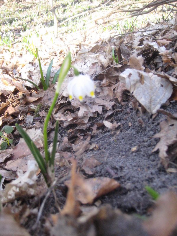 śnieżyca 2014 (13) - Jacek Butlewski