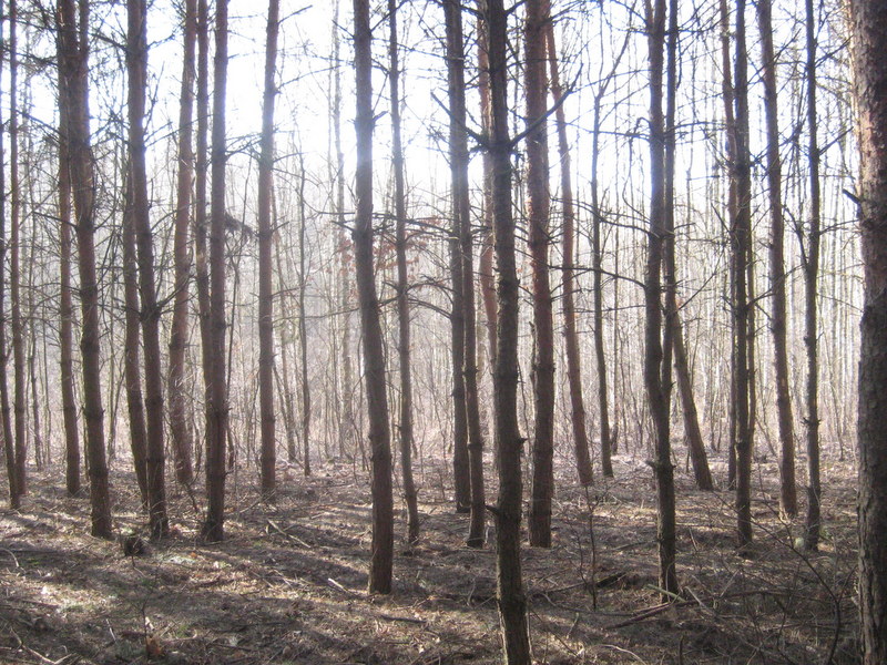 las - Jacek Butlewski