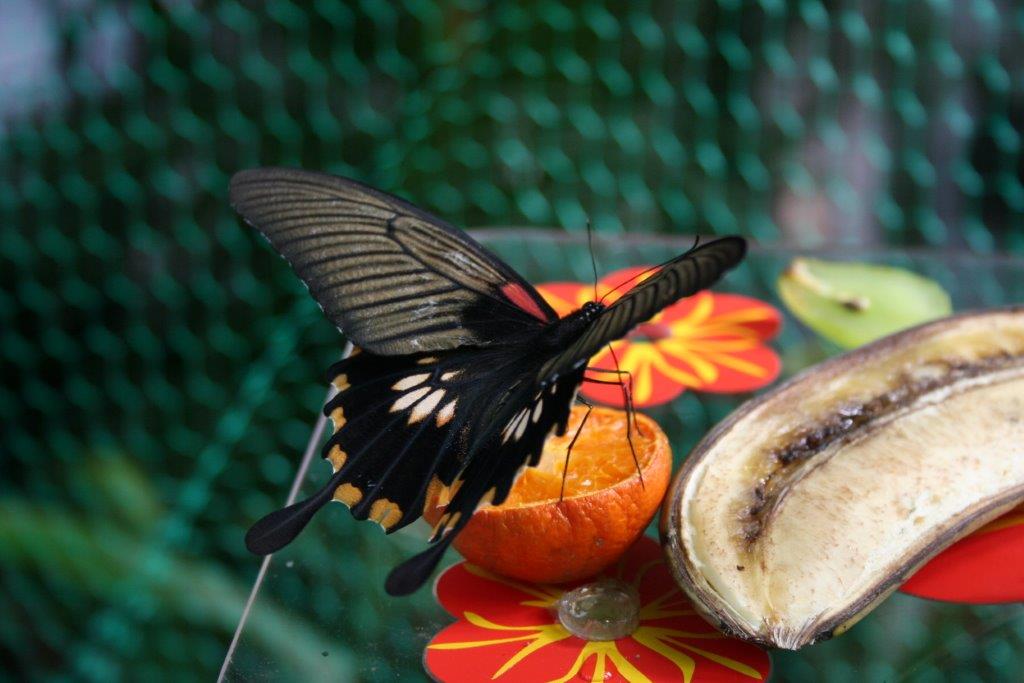 motyle palmiarnia 4 - Urząd Miasta Poznania
