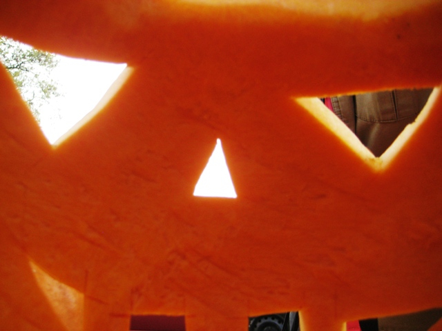 dynie spod Jarocina 4 - Rafał Regulski