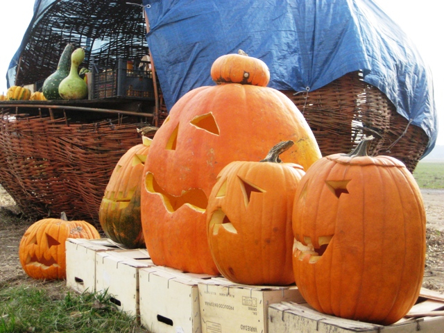 dynie spod Jarocina 3 - Rafał Regulski