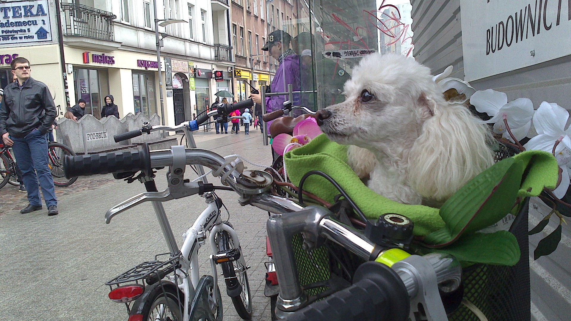 rowerzyści pies - Wojtek Chmielewski