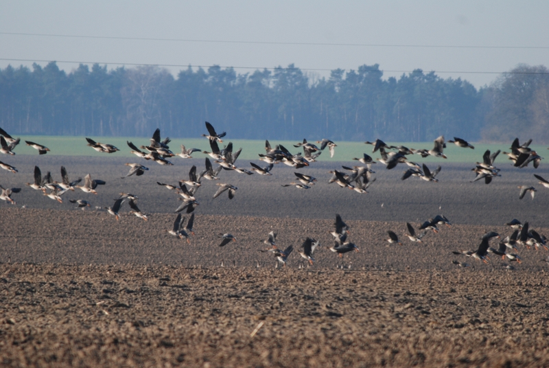 gęsi nad polem - Milena Kuleczka