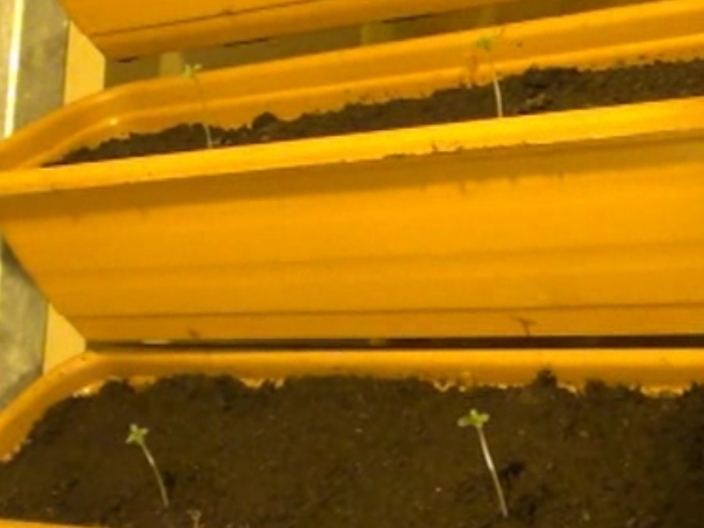 doniczki korytka z marihuaną - Policja/Poznań