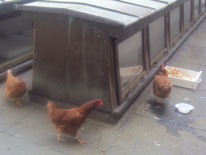 kury na dachu - Maciej Kluczka