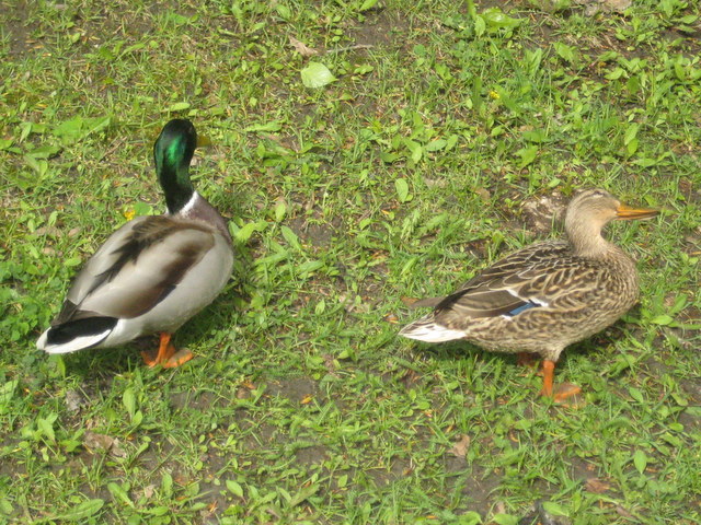 kaczki w kałuży - Jacek Butlewski
