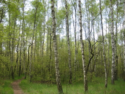 las (1) - Jacek Butlewski