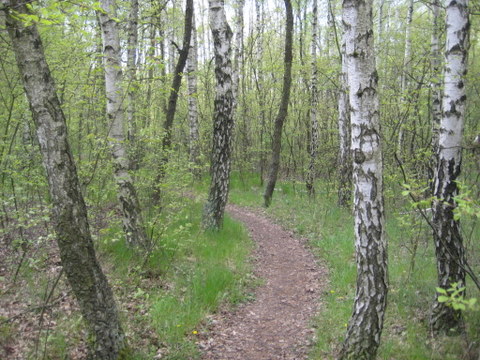 las - Jacek Butlewski