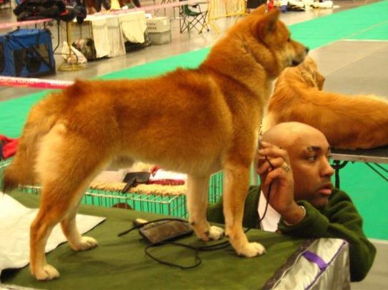 Wystawa psów rasowych - Radio Merkury