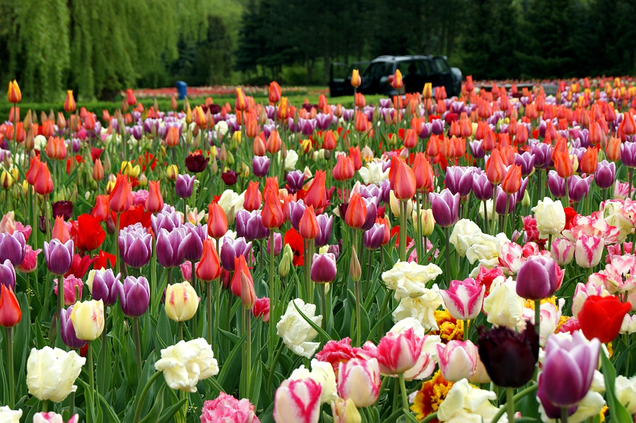 tulipany-wyspa-pila - Marcin Maziarz