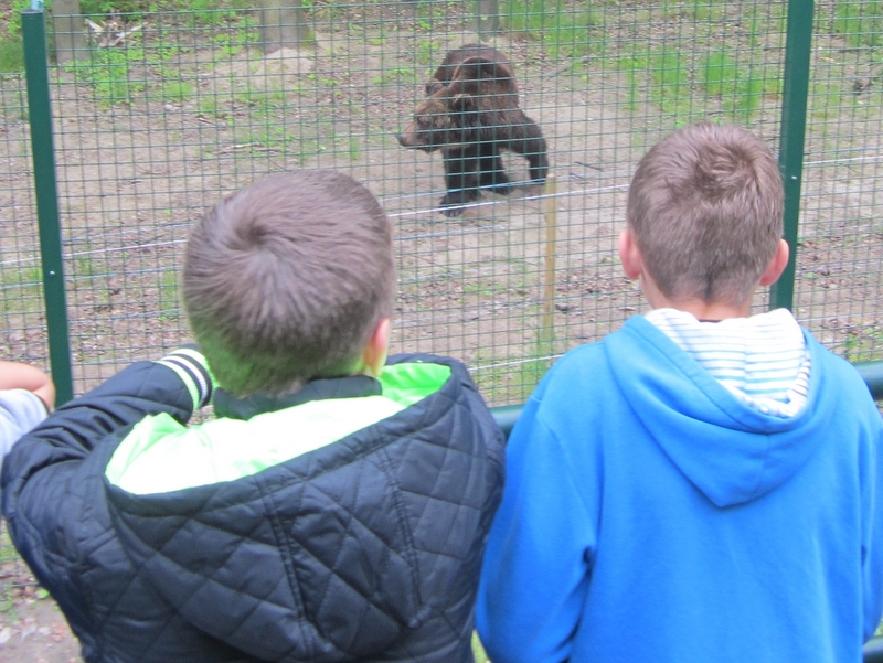 niedzwiedzie w zoo - Adam Michalkiewicz