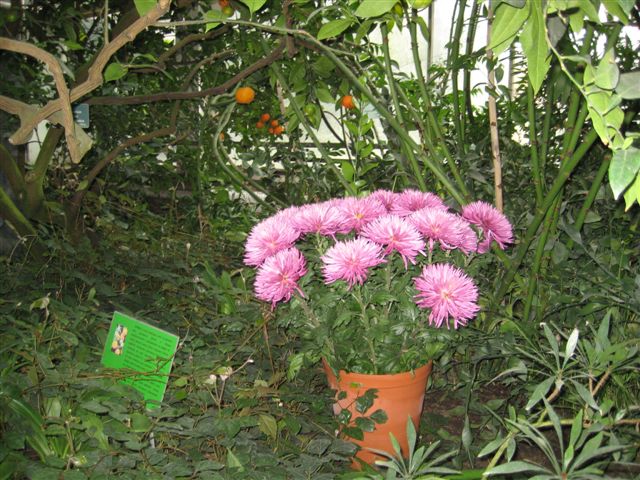 Chryzantemy - wystawa w Palmiarni - Aleksandra Włodarczyk