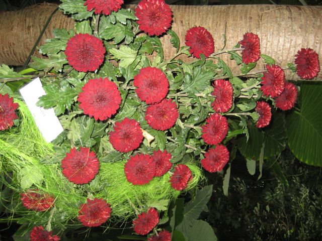 Aleksandra Włodarczyk