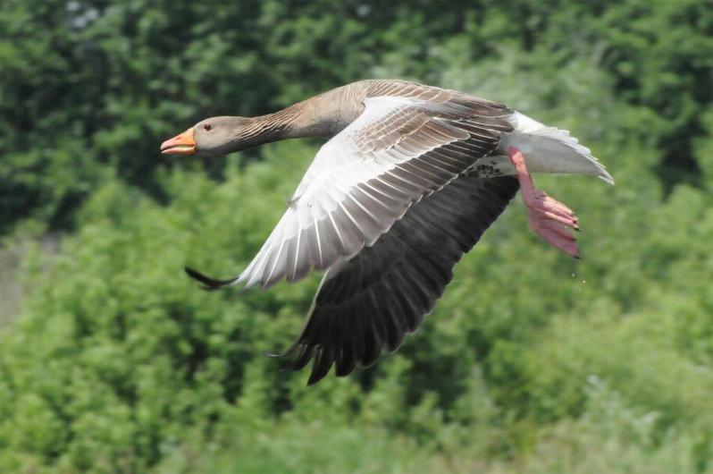 gęś gęgawa - Gmina Kiszkowo