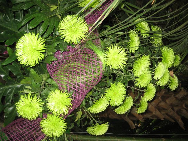 Chryzantemy - wystawa w Palmiarni - Aleksandra Włodarczyk